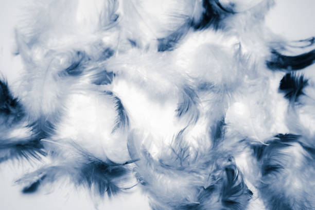 istock Beautiful abstract color white and blue feathers isolated on white background pattern and wallpaper 1153063504