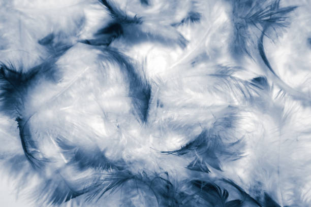 istock Beautiful abstract color white and blue feathers isolated on white background pattern and wallpaper 1153063545