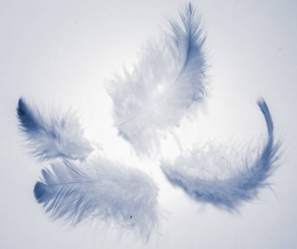 istock Beautiful abstract color white and blue feathers isolated on white background pattern and wallpaper 1153063623