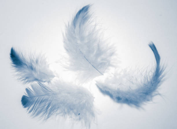 istock Beautiful abstract color white and blue feathers isolated on white background pattern and wallpaper 1153063675