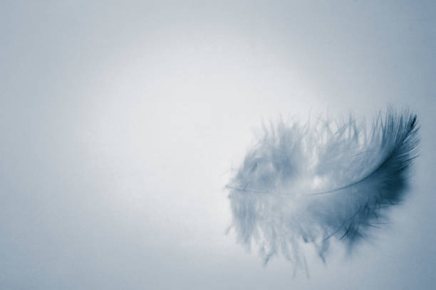 istock Beautiful abstract color white and blue feathers isolated on white background pattern and wallpaper 1153063725