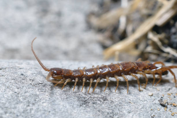 istock Scary long red dirty centipede on a light background. 1153063803
