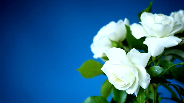 bouquet of beautiful white roses on a blue