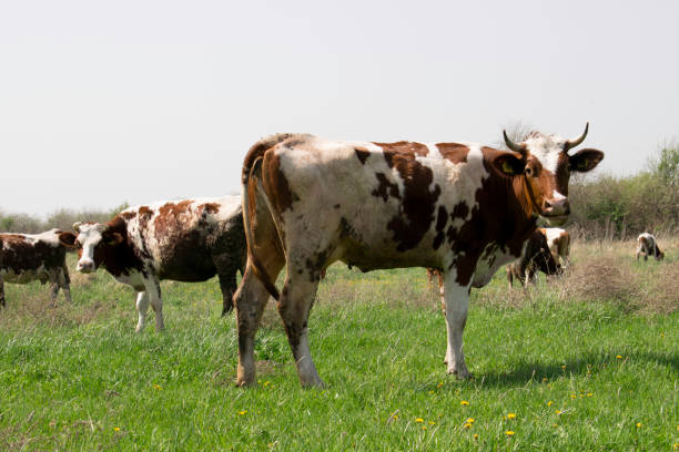 istock Red-and-white cow from the herd looking right at the camera 1153067169