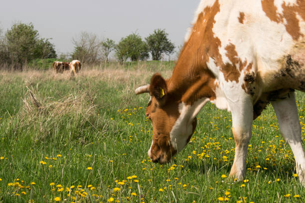 istock Cow grazing in green meadow 1153067215