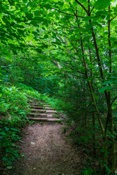 istock scenic beautiful tourist trail footpath in green forest 1153068312