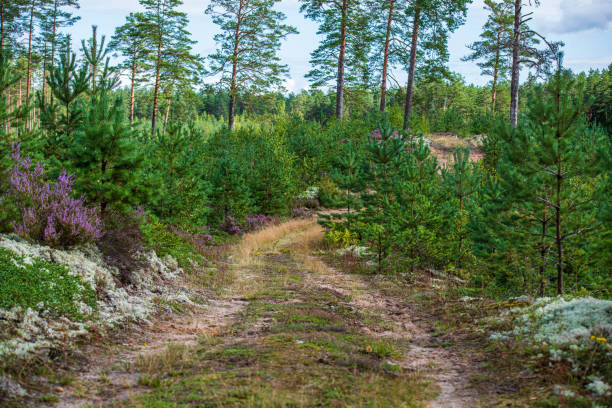 istock scenic beautiful tourist trail footpath in green forest 1153068405