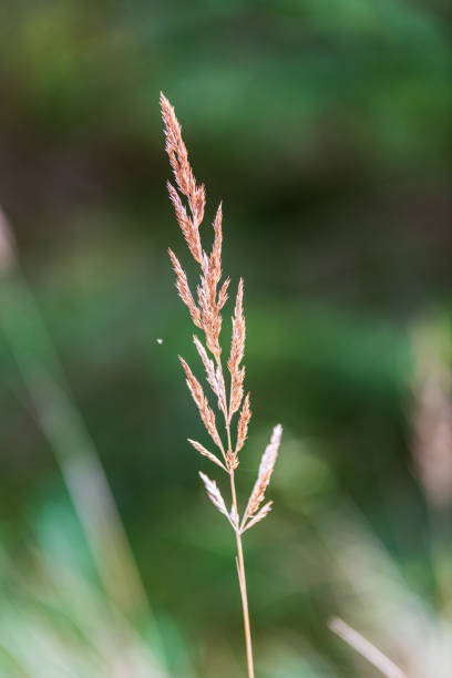 istock dry grass bents on blur background texture 1153068419