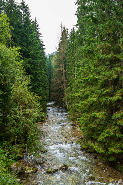 istock fast mountain river with gulf in rocks 1153068441