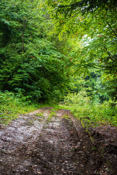 istock scenic beautiful tourist trail footpath in green forest 1153068448
