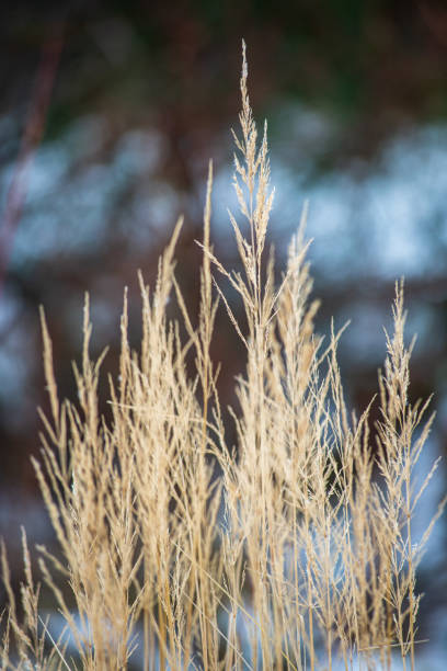 istock dry grass bents on blur background texture 1153068490