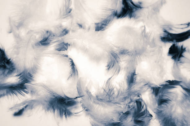 istock Beautiful abstract color white and light pink feathers isolated on white background pattern and wallpaper 1153070321