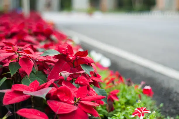 Poinsettias are cheery plants that are widely grown indoors over Christmas