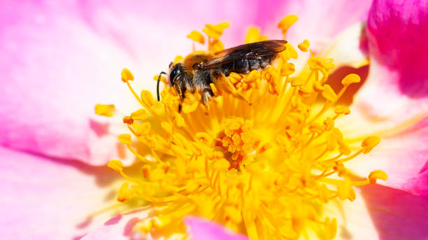 Insect collecting pollen from purple flower