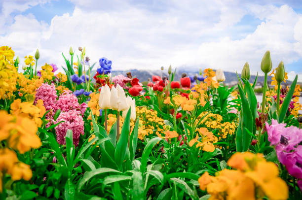 jardin fleuri de fleurs rafraîchi joyeux dans le riverside en europe à des moments de ciel dégagé. beau concept de jour - couleur panachée photos et images de collection