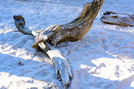 Drift Wood on the Beach, turquoise color of  Sardinia  sea in background.