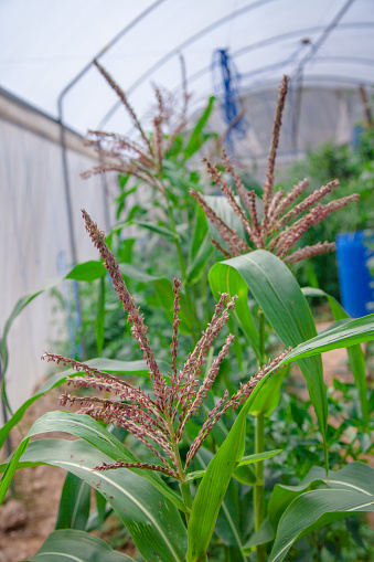 String Corn Together Japanese Corn In Greenhouse Supported By String Corn Nets Organic ...