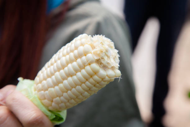 Japanese Corn (Sweet Corn Mirai F1) in greenhouse supported by string Corn nets. Organic fruits in the farmer's plot garden .