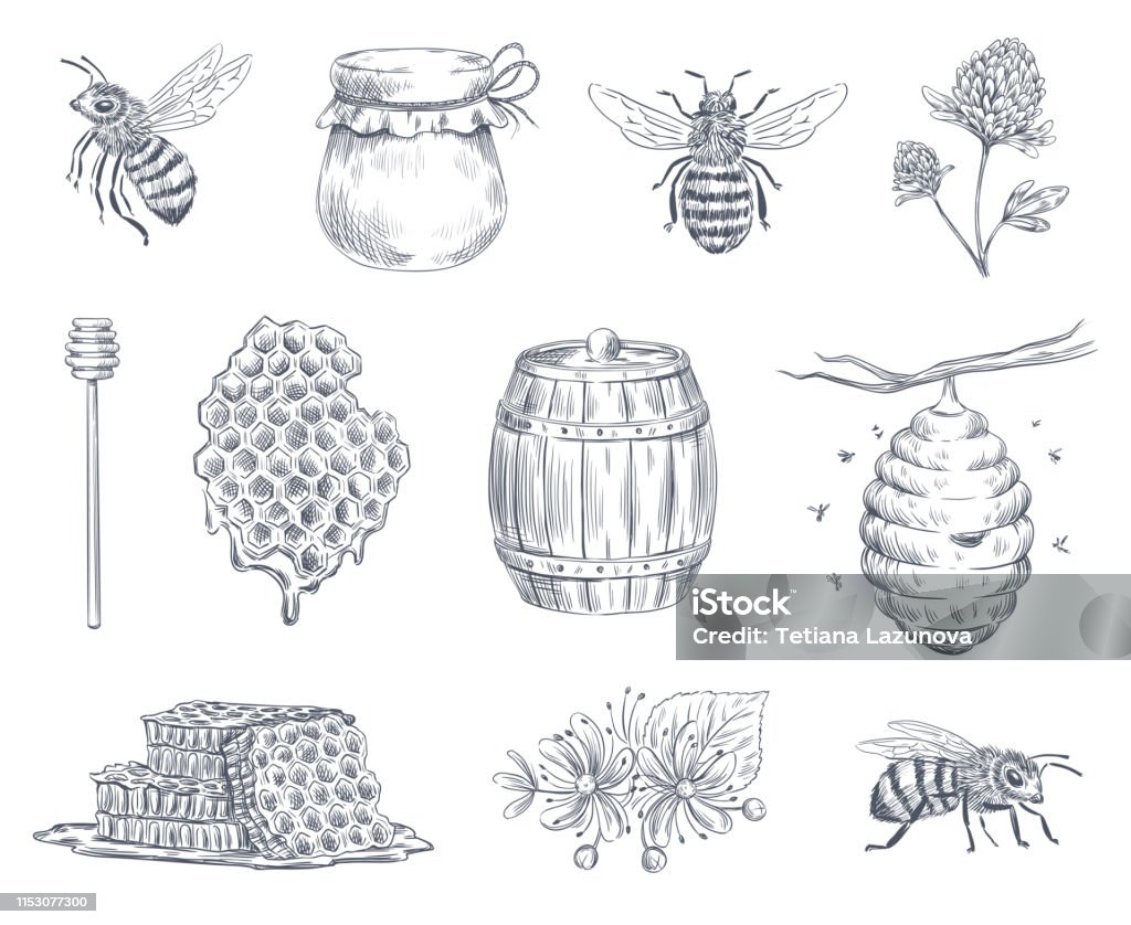 Bee engraving. Honey bees, beekeeping farm and honeyed honeycomb vintage hand drawn vector illustration set - Royalty-free Mel arte vetorial
