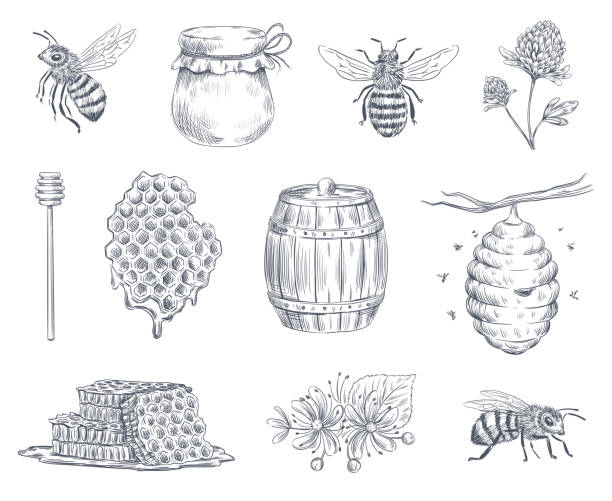 ilustrações de stock, clip art, desenhos animados e ícones de bee engraving. honey bees, beekeeping farm and honeyed honeycomb vintage hand drawn vector illustration set - favo de mel ilustrações