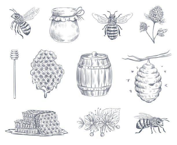 Bee engraving. Honey bees, beekeeping farm and honeyed honeycomb vintage hand drawn vector illustration set Bee engraving. Honey bees, beekeeping farm and honeyed honeycomb vintage hand drawn ink logotype. Honey spoon or jar, hive and wasp insect engraved. Vector illustration isolated symbols set honey illustrations stock illustrations