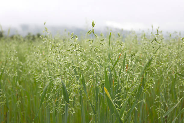 Rye agricultural plant on rainy day in springtime