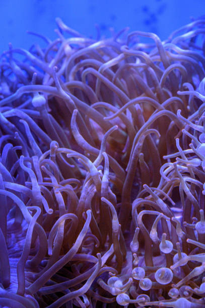 istock tentacles of sea anemone 1153078116