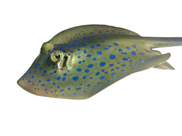 Blue-spotted Stingray isolated on white background