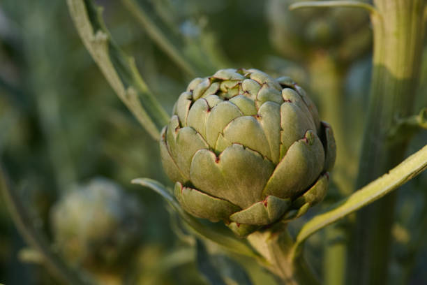 庭で育つグリーンアーティチョーク、クローズアップ - vegetable garden green ground flower head ストックフォトと画像