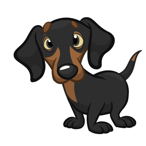 漫画かわいいダックスフント犬。ベクターイラスト - animal backgrounds canine dachshund点のイラスト素材／クリップアート素材／マンガ素材／アイコン素材