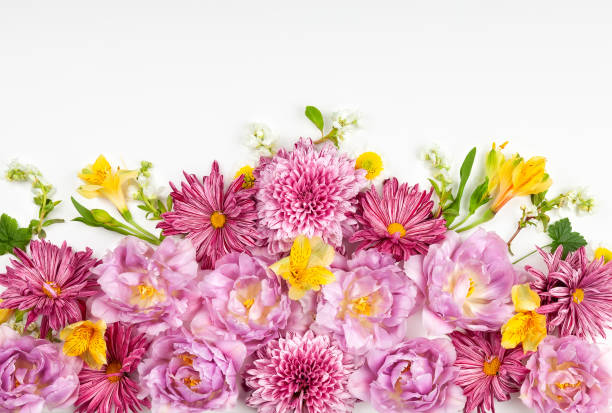 istock Beautiful pink flowers on white background 1153082171