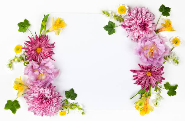 istock Beautiful pink flowers on white background 1153082186