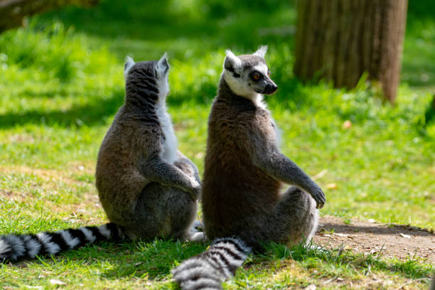 istock Ring-tailed lemur, lemur catta, sitting on green grass 1153082260