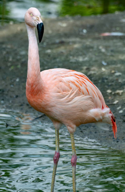 istock Pink framingo bird close up 1153082270
