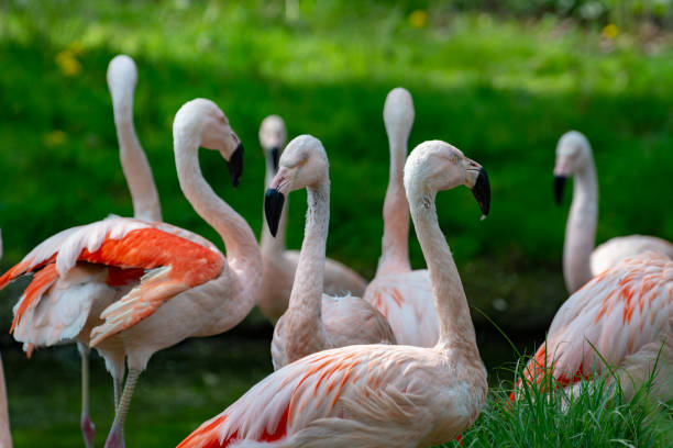 istock Pink framingo birds close up 1153082282
