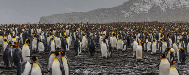 istock South Georgia 2019 1153082678
