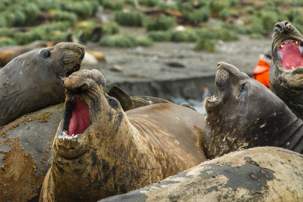 istock South Georgia 2019 1153082752