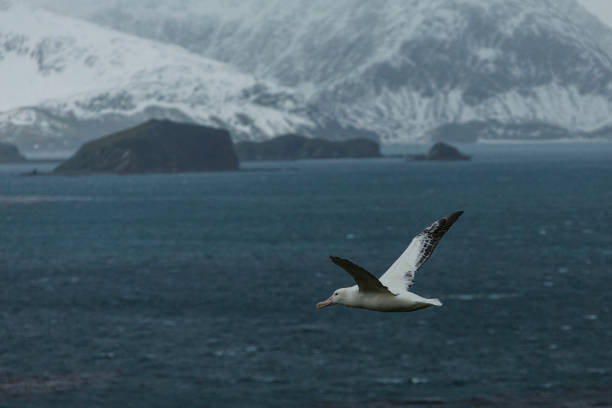 istock South Georgia 2019 1153083557