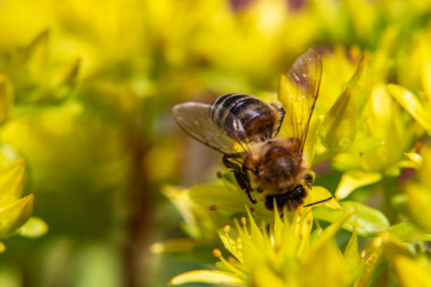 istock Bees on yellow flowers 1153083901