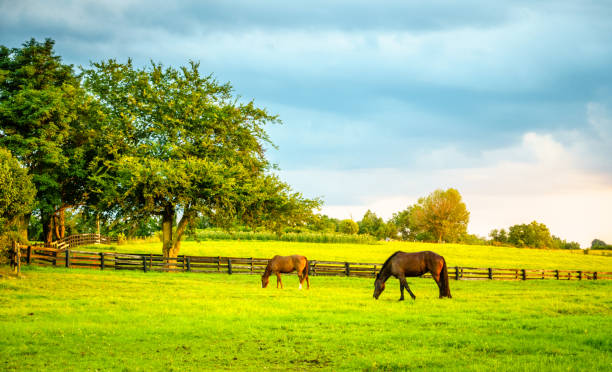 caballos en una granja en kentucky - non urban scene rural scene tree horse fotografías e imágenes de stock