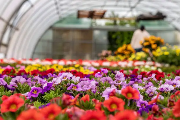 Photo of Petunias in a nursery