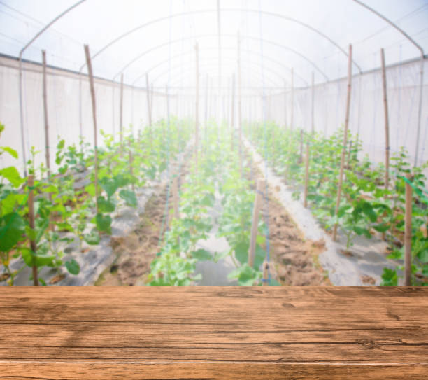 istock Table Hardwood maple wooden texture shabby Patterned surface in greenhouse supported by string nets. Organic fruits in the farmer's plot garden . 1153086225