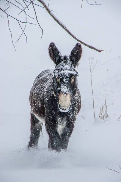 istock The big donkey covered in snow 1153086359