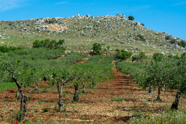 istock Olive trees growing on plantanions in Italy 1153087205