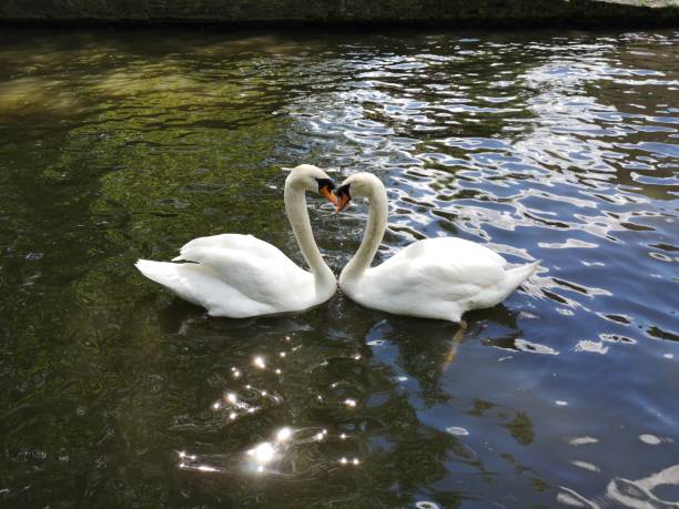 Two swans forming a heart
