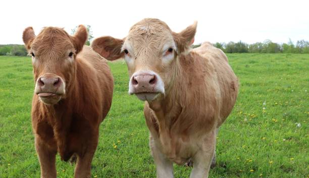 istock Curious Charlais calves looking at me in the meadow 1153088182