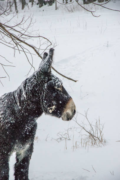 The big donkey covered in snow