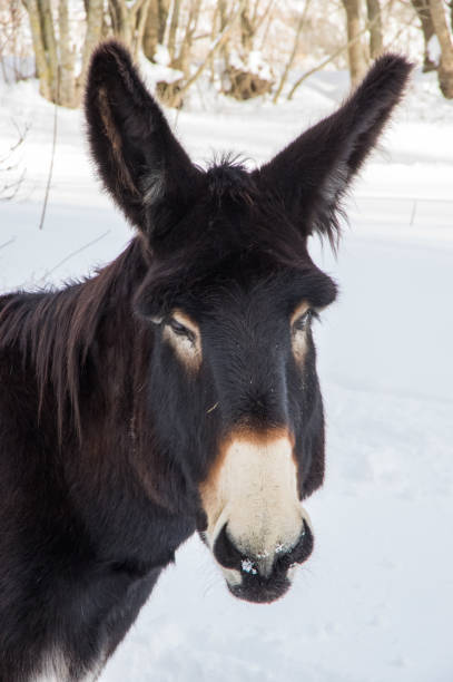 istock Big black donkey pasturing on a snowy field 1153088336