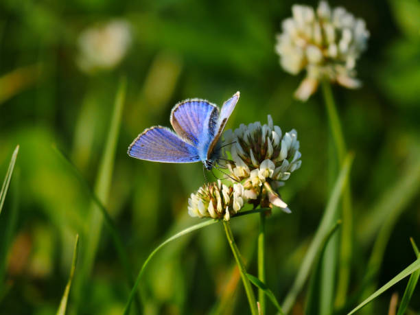 Before suset blue butterfly sit down on white clover to take nectar on meadow full of wild flowers.