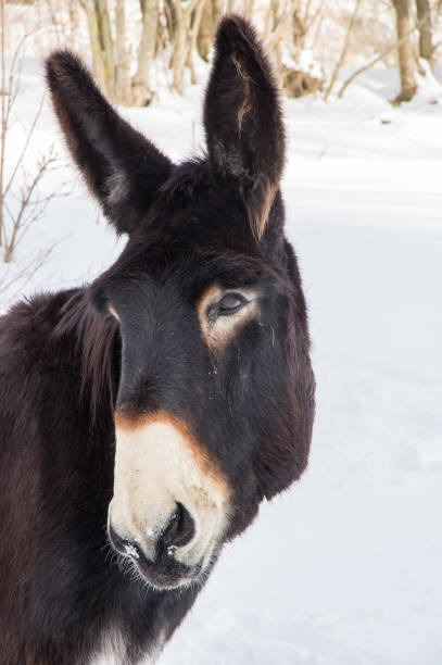 istock Big black donkey pasturing on a snowy field 1153089150